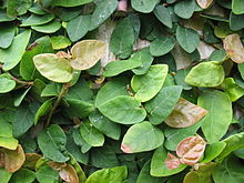 Ficus pumila 
- Wikipedia